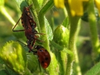 Assassin Bug killing a Ladybug