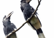 B & W Casqued Hornbills
