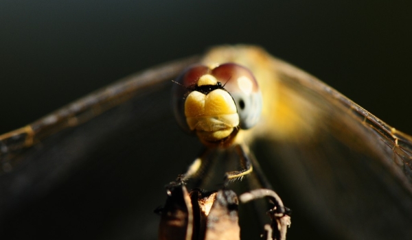 Corsica – Dragonflies
