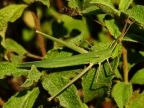 Nosed grasshopper