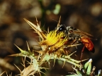 Red-banded Sand Wasp