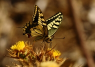 Corsican Swallowtail