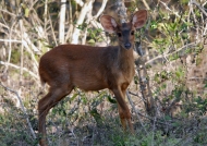 Brocket Deer