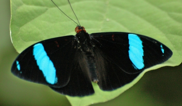 Common Olivewing Butterfly