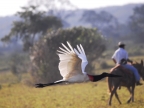 Jabiru Stork in hurry