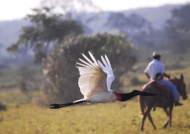 Jabiru Stork in hurry