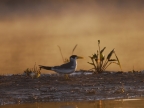 Large-billed Tern (sunset)