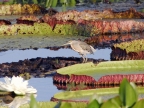 Striated Heron on Water Lilies