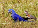 Hyacinth Macaw & Lapwing