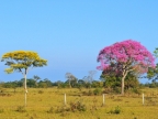 Cambará & Pink Trumpet Tree