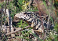Black-and-white Tegu Lizard