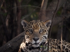 Pantanal – Mammals
