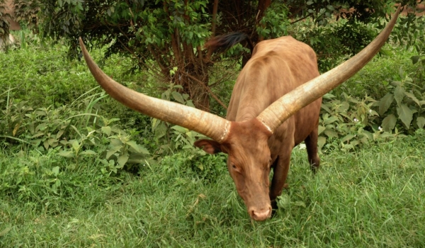Ankole-watusi Cattle