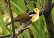 Colombian Brush Finch