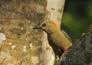 F. Red-crowned Woodpecker