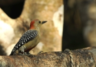 m. Red-crowned Woodpecker