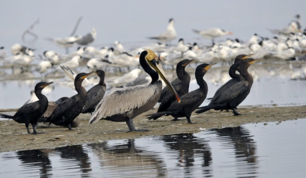 Brown Pelican & Cormorants