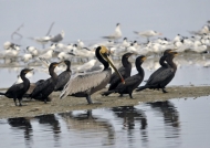 Brown Pelican & Cormorants