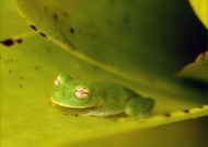 Glass Frog (El Dorado)