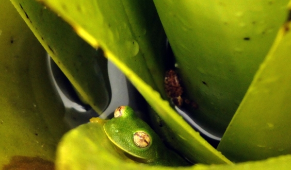 Glass Frog (El Dorado)