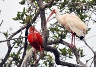Scarlet Ibis & White Ibis