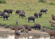 Group of Capybaras resting