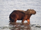 Los Llanos – Capybaras