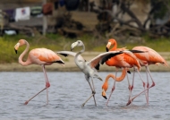 Flamingos with Juvenile