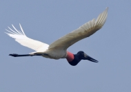 Jabiru Stork flying