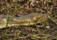 Male anaconda