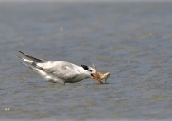 Royal Tern fishing