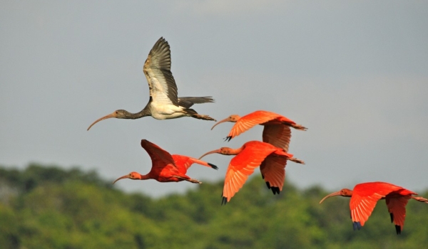 Scarlet Ibis with a Juvenile