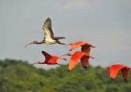 Scarlet Ibis with a Juvenile