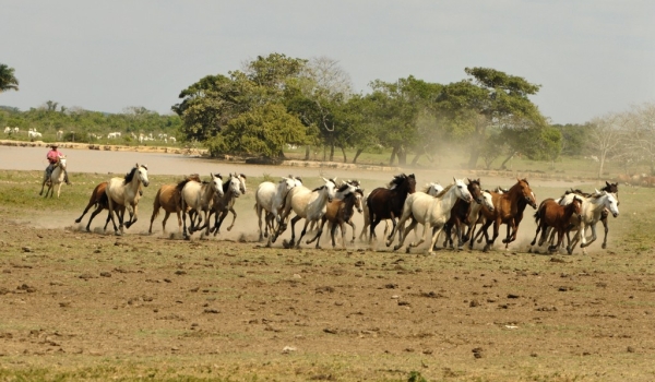 Horses returning from fields