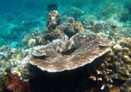 Hard Coral Plate