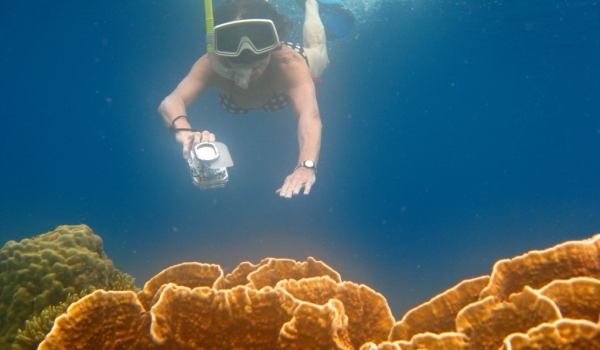 Bunaken – Corals