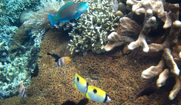 Parrotfish & Butterflyfishes