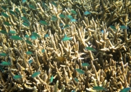 Chromises & Hard Coral