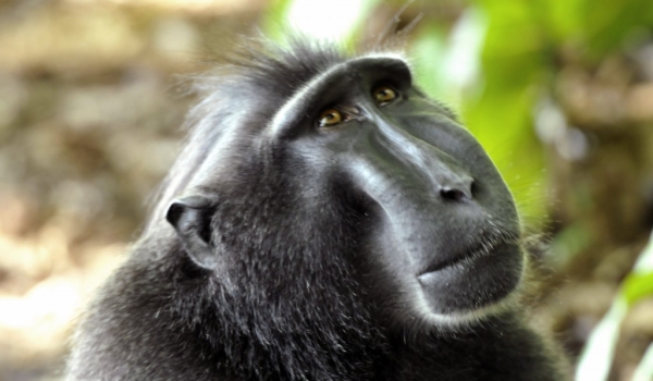 Crested Macaque Face