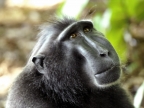 Crested Macaque Face