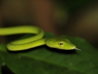North Sulawesi – Reptiles