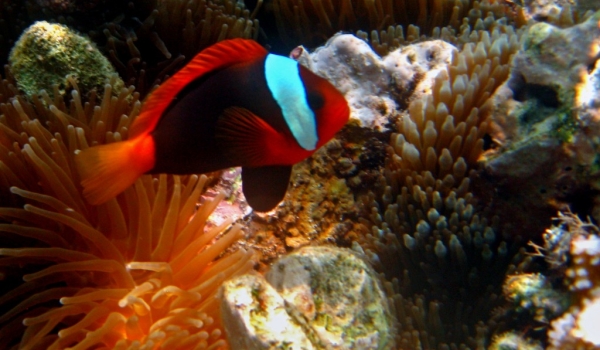 Red & Black Anemonefish