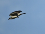 White-rumped Cuckoo-shrike