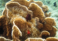 m.f. Spine-cheek anemonefish