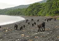 Macaques at seaside