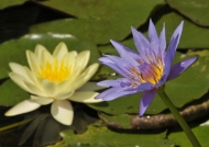 Blue and Yellow Lotus