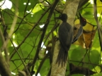 Couple of Ashy Woodpeckers