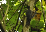 Couple of Ashy Woodpeckers