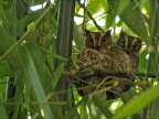 Couple of Scops Owls