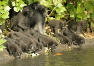 Thirsty Crested Macaques